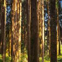 Alishan National Forest Recreation Area