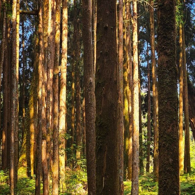Alishan National Forest Recreation Area