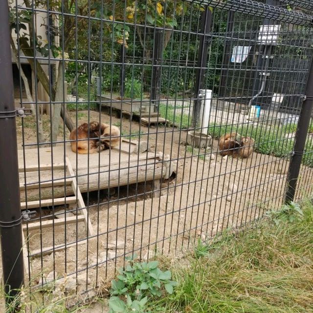 おとぎの国？野生動物を見た人間の感想がだいたい「美味しそう」