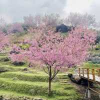 ชมความงดงามของดอกพญาเสือโคร่ง (ซากุระเมืองไทย)