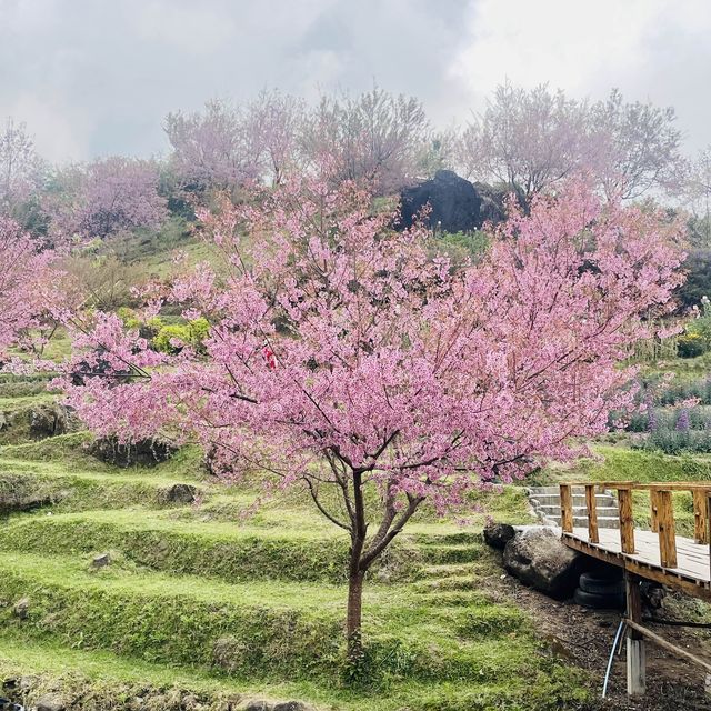 ชมความงดงามของดอกพญาเสือโคร่ง (ซากุระเมืองไทย)