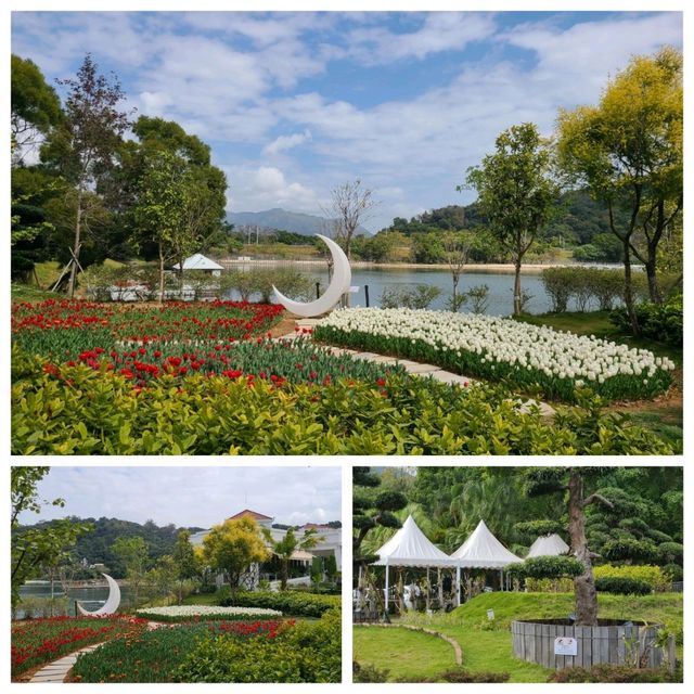 賞鬱金香🌺@Lake House😍