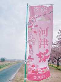 笠松河津桜ロード