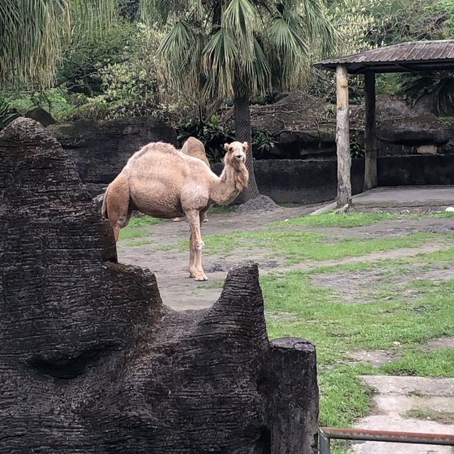 台北市動物園半日遊🐘🦓🐪🦦🦥