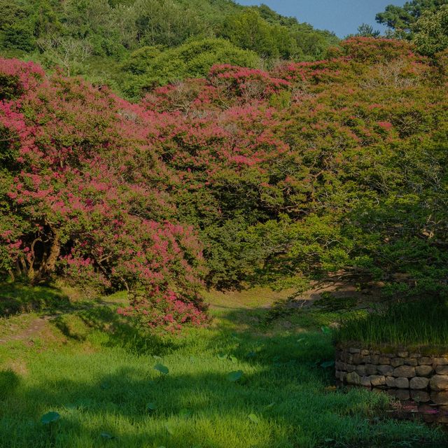 배롱나무시즌 가장 아름다운 명옥헌원림