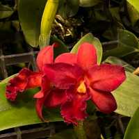 TheBloomingOrchids