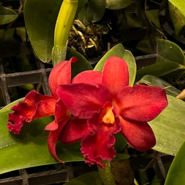 TheBloomingOrchids