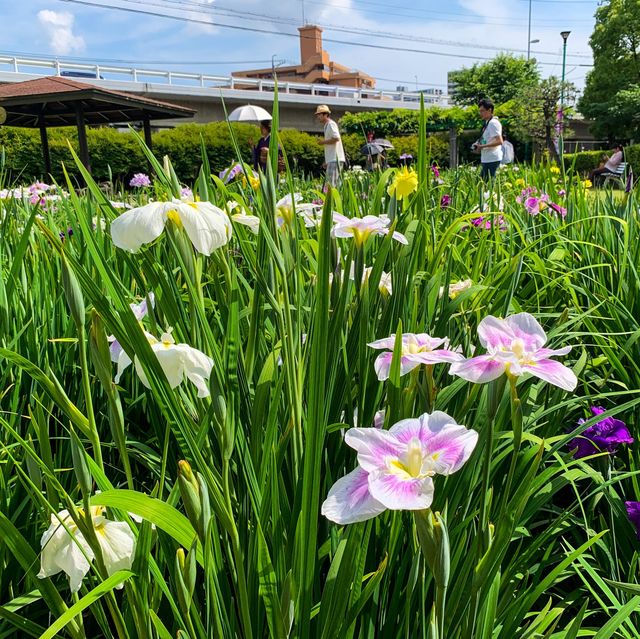 เทศกาลดอกไอริส 花じょうぶ祭