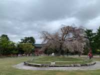 京都　京都観光　2023年平安神宮の桜！