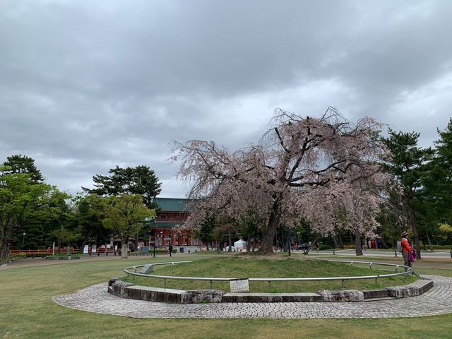 京都　京都観光　2023年平安神宮の桜！