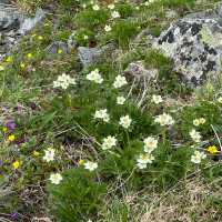 【山梨】天空の花畑！美しき北岳稜線の高山植物