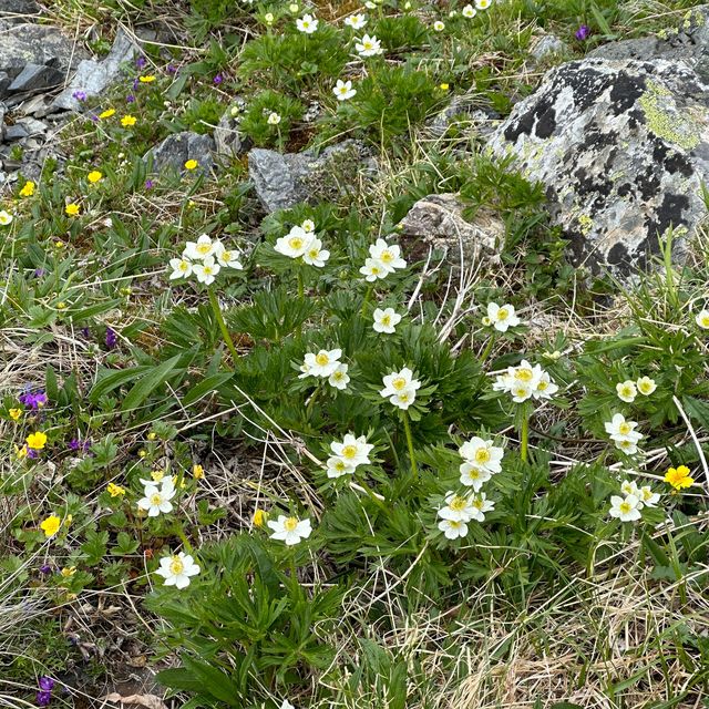 【山梨】天空の花畑！美しき北岳稜線の高山植物