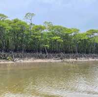 【沖縄県/西表島】仲間川マングローブクルーズ