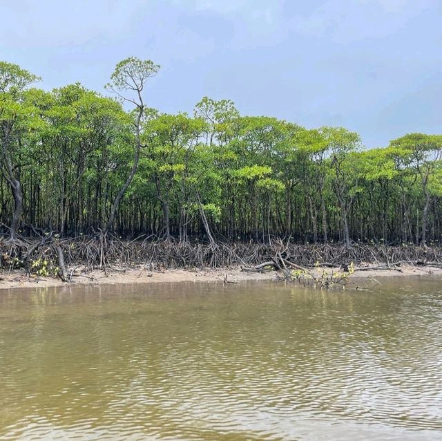 【沖縄県/西表島】仲間川マングローブクルーズ 【沖縄県/西表島】仲間川マングローブクルーズ