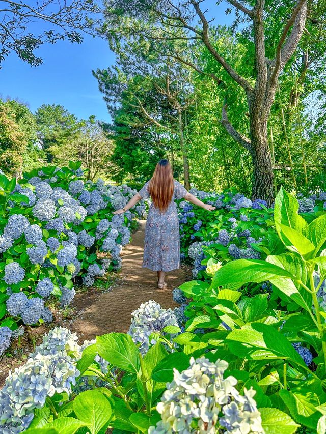 여름제주 하면 역시, 제주 수국여행💜