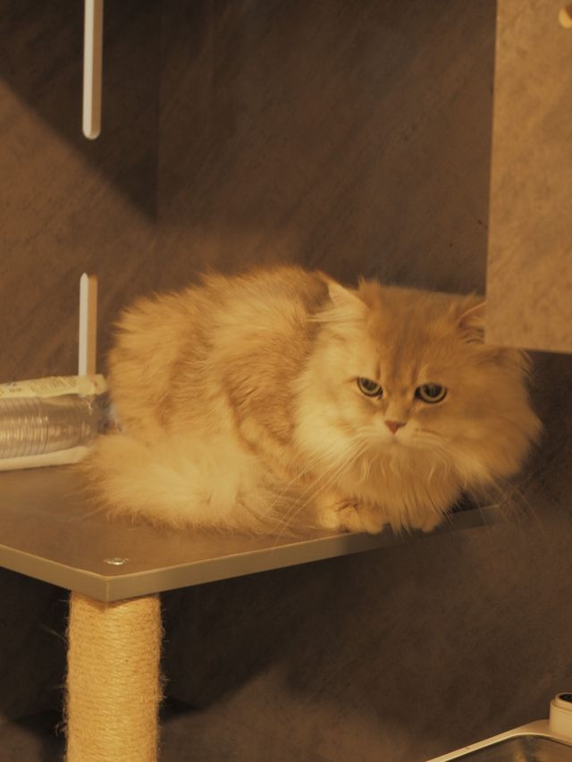 英短🐈Baby Cafe，輕鬆寫意嘆意粉🍝 