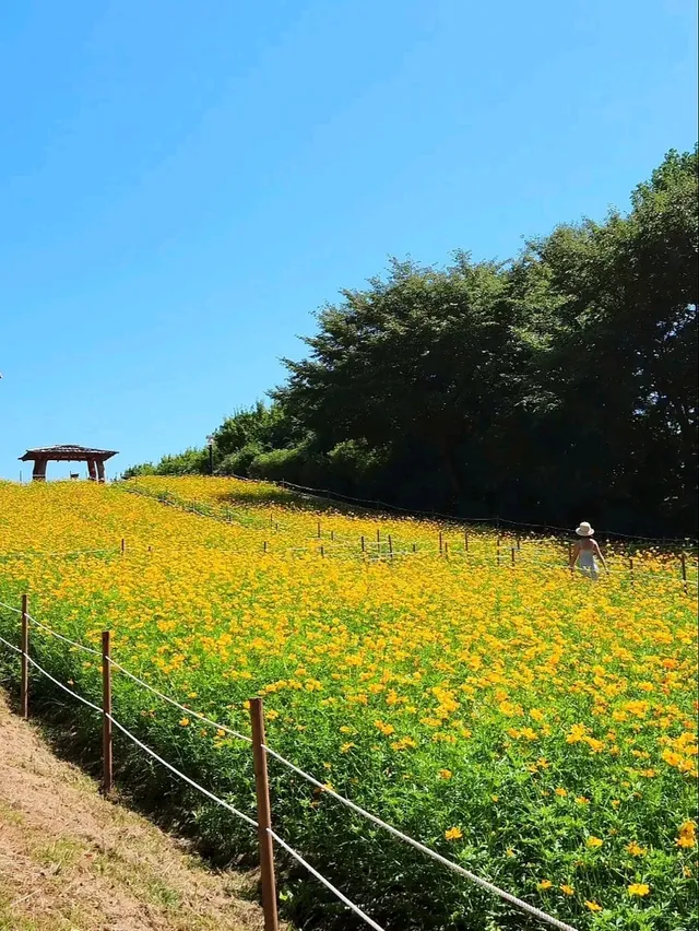 서울 노랑 코스모스하면 여기! 올림픽공원🌼