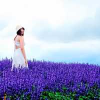 ไปถ่ายรูปกลางทุ่งดอกไม้ ยิ่งยงสวนดอกไม้  ม่อนแจ่ม 