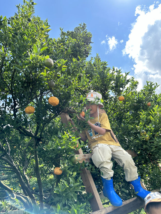 Jinju the orange farm chaingmai