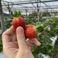 Raju’s Hill Strawberry Farm 🍓🍓🍓