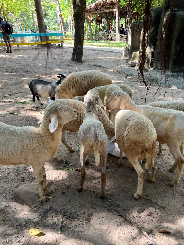 富國島最新親子景點之一😬珍珠島野生動物園❤️近距離接觸小動物
