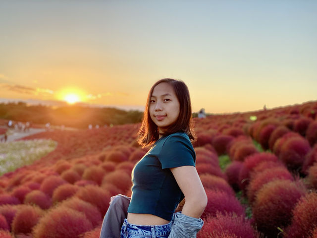 Sunset at Hitachi Seaside Park 🌅