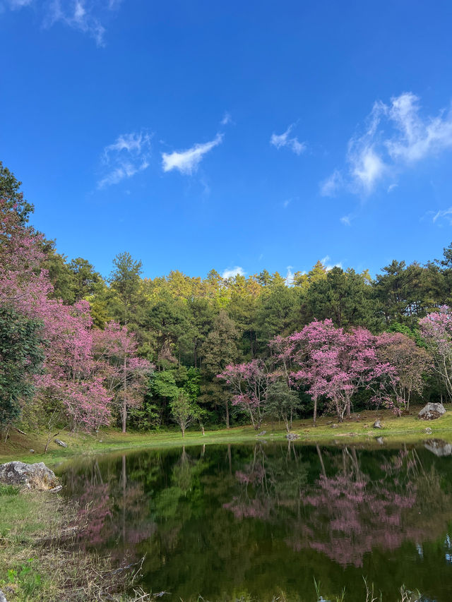 Wild Himalayan Cherry season in Thailand