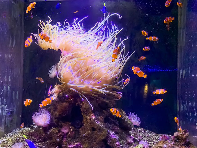 An aquarium in Hakone