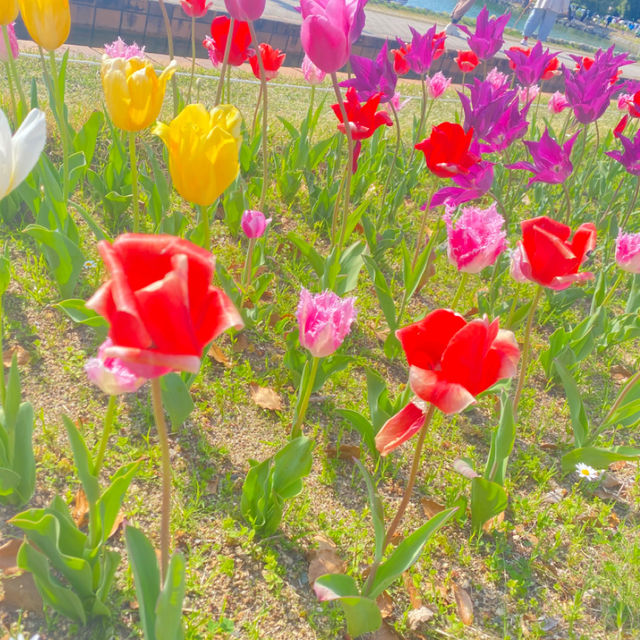 💖福岡🇯🇵💖都会にあるオシャレな公園🦢大濠公園🌈