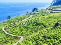 Senmaida Rice Fields
