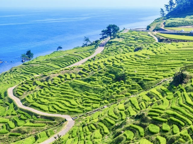 Senmaida Rice Fields