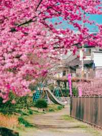 関西一の河津桜スポット🌸