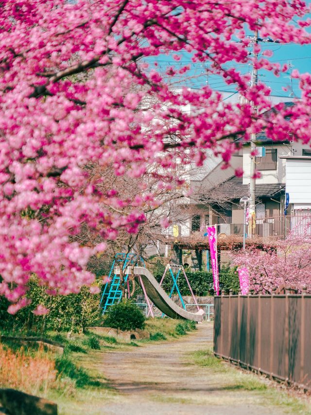 【京都】関西一の河津桜スポット🌸