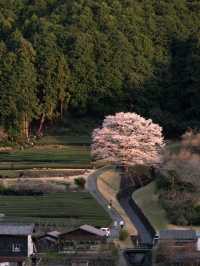  三重県で見れる早咲きの桜スポット2選！🌸