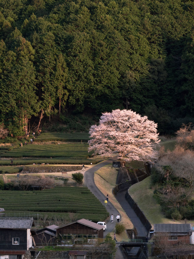  三重県で見れる早咲きの桜スポット2選！🌸