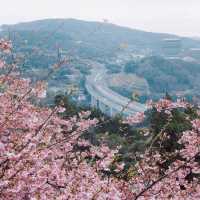 【神奈川】桜🌸×菜の花💛で春一色な「あぐりパーク嵯峨山苑」