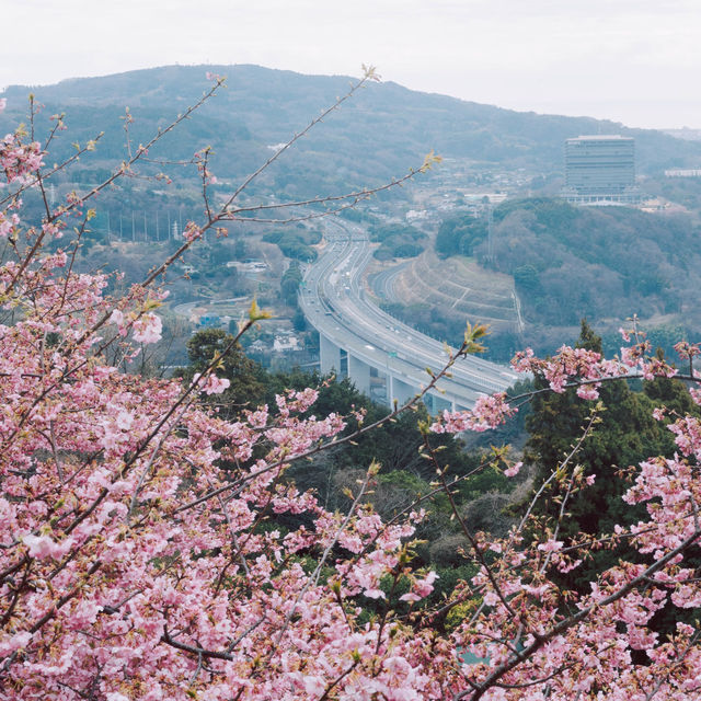 【神奈川】桜🌸×菜の花💛で春一色な「あぐりパーク嵯峨山苑」