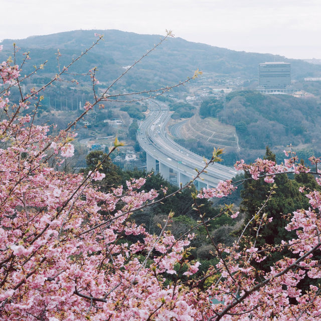 【神奈川】桜🌸×菜の花💛で春一色な「あぐりパーク嵯峨山苑」