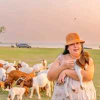 นิวซีแลนด์เมืองไทย 🐏 เขื่อนป่าสัก สระบุรี