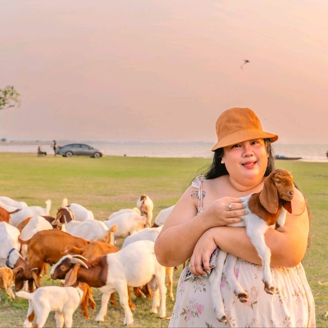 นิวซีแลนด์เมืองไทย 🐏 เขื่อนป่าสัก สระบุรี