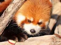 Sapporo City Maruyama Zoo