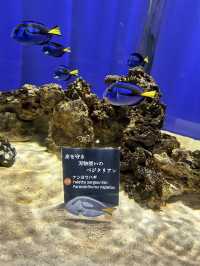美術館…？いえ歴とした水族館です