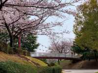 ชมดอกซากุระ ที่สวนสาธารณะเมืองชิริว ไอจิ🌸