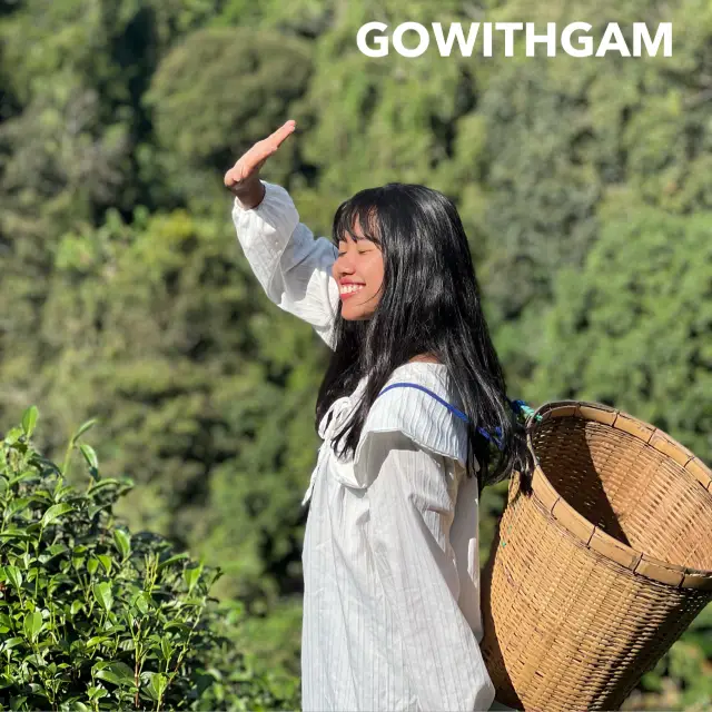 清邁湄登縣的ลุงเดช茶園