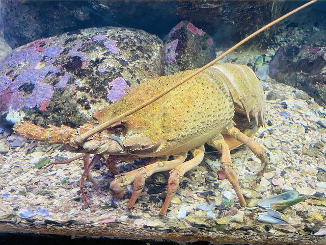 SEA LIFE Sydney Aquarium