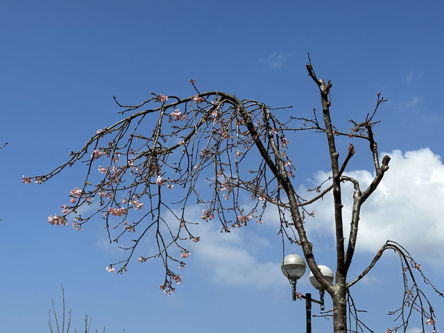 香港好去處 | 坐港鐵屯馬線去賞櫻(三) | 石門安景街公園