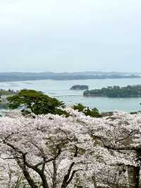 ชมซากุระ-ต้นสน เก่าแก่บนเขาวิวอ่าว Matsushima 