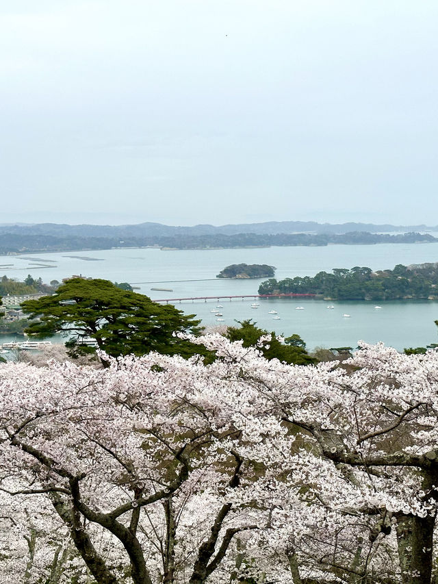 ชมซากุระ-ต้นสน เก่าแก่บนเขาวิวอ่าว Matsushima 