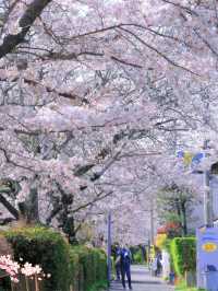 🌸哲學之道：京都山麓的春日漫步🌸