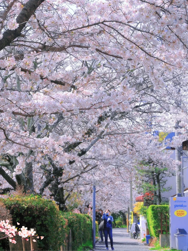 🌸哲學之道：京都山麓的春日漫步🌸